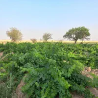 فروش باغ انگور
