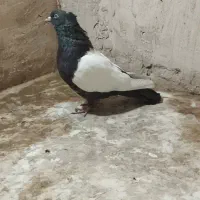 کبوتر رنگه کله سیاه ساده سینه کلاغ|پرنده|مشهد, جاهد شهر|دیوار