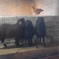 بره نر هترو