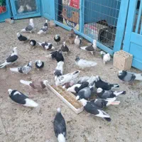 55عدد کفتر یکجا بفروش میرسد|پرنده|پیر بکران, |دیوار