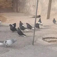 دم سفید فروشی