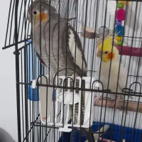 عروس هلندی نر و ماده