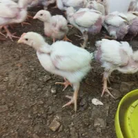 حیوانات مزرعه جوجه گوشتی