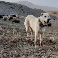 سگ گله|سگ|نیشابور, شهرک فیروزه|دیوار