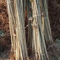 فروش انواع نهال های لیبل دار در نهالستان سهند|خدمات باغبانی و درختکاری|مشهد, راهنمایی|دیوار