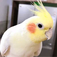 عروس هلندی سخنگو نر