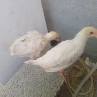 جوجه رنگی دوماهه..چغادک