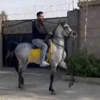 عرب ۱ سر با مدارک