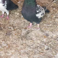 کفتر سرور بهبهانی|پرنده|شیراز, سعدیه شمالی|دیوار