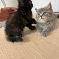 گربه بریتیش