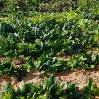 سبزیجات محلی وارگانیک