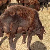 قوچ 25میلیون