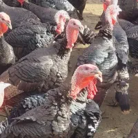 بوقلمون