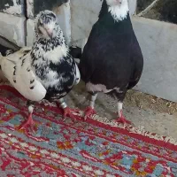 کفتر