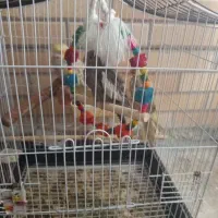 3عدد عروس هلندی مشکی زرد زرد بفروش  بده زنگ بزن