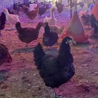 مرغ.محلی.زنده|حیوانات مزرعه|برازجان, |دیوار