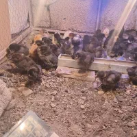 جوجه یک روزه