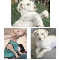 گمشده در محدوده خیابان طلوع