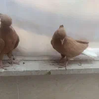 جفت جوجه نسل خال سیاه