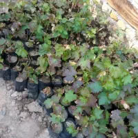 شهر نهال مرکز فروش نهال اصیل|خدمات باغبانی و درختکاری|کرمانشاه, |دیوار