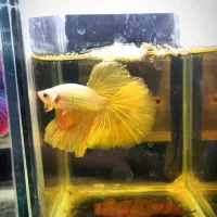 ۳عدد فایتر جاینتAAوارداتی|ماهی|تهران, عباسی|دیوار