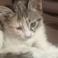 واگزاری بچه گربه