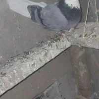 کبوتر طوقی وشازده|پرنده|چادگان, |دیوار