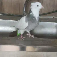 طوقی ماده مهر پرشی ساعتی