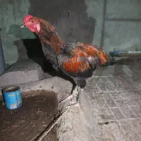 خروس لاری