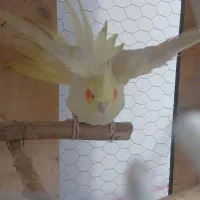 معاوضه با ملنگو|پرنده|کرمان, |دیوار