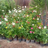 انواع گل باغچه ای آریا نهال نازگل