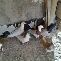 کبوتر دورگ، کله،وخوشرنگ|پرنده|مبارکه, |دیوار