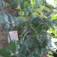 یاس هلندی گل زینتی|گل و گیاه طبیعی|اطاقور, |دیوار