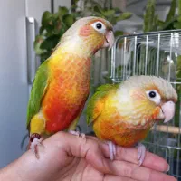 طوطی راهب و گرینچیک|پرنده|زنجان, |دیوار