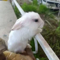 خرگوش ناز و شیطون