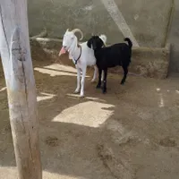 دو عدد بز داشتی جوان و قشنگ