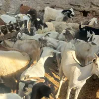 کهر گیسه بز خود بندرعباس با قصابی رایگان|حیوانات مزرعه|بندرعباس, |دیوار