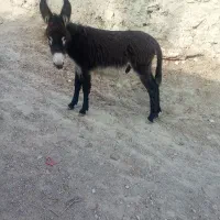 کره الاغ یک ساله نر