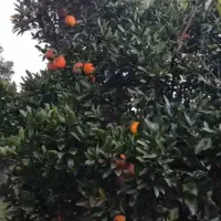 فروش پرتقال تامسون