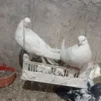 یک جفت کبوتر سفید|پرنده|میانه, |دیوار