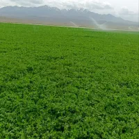 بیده بردسیر