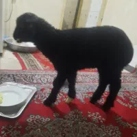 بره سیاه ماده