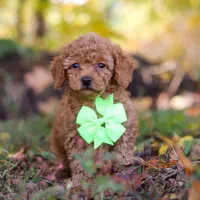 توله سگ پامر اصیل