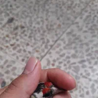 سهره نروماده|پرنده|دزفول, |دیوار