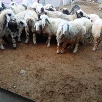 شانزده راس میش داشتی