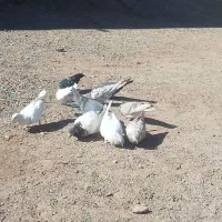 فروش ده عدذ کفتر پرشی