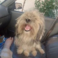 سگ گم شده|حیوانات|صومعهسرا, |دیوار