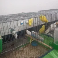 عروس هلندی  .مرغ عشق