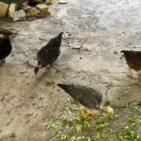 مرغها و خروس لاری