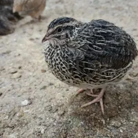 فروش بلدرچین|پرنده|کهک, |دیوار